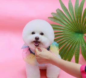Dịch Vụ Cắt Tạo Kiểu Cho Chó