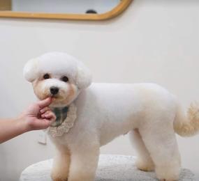 Dịch Vụ Vệ Sinh Cho Chó Mèo Tại Tây Ninh 