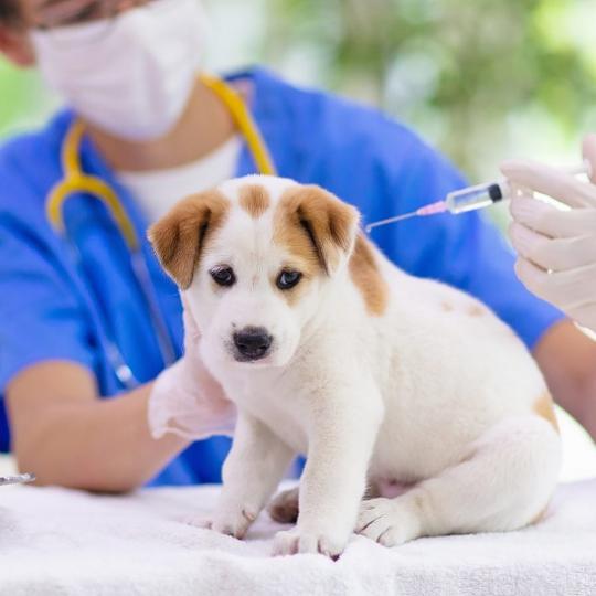 Tại Sao Cần Phải Tiêm Phòng Cho Chó Của Bạn?
