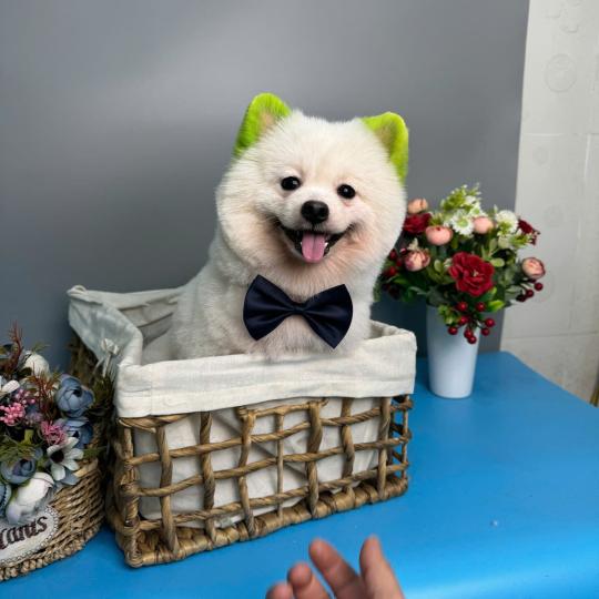 Hướng Dẫn Chọn Thức Ăn Cho Chó Con 