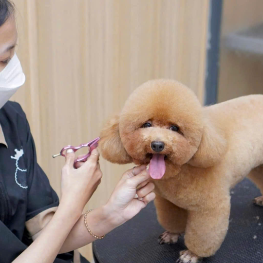 Hướng dẫn cách cắt tỉa lông chó Poodle tại nhà đơn giản và an toàn