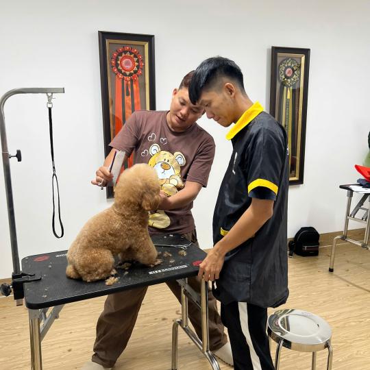 Đào tạo chăm sóc thú cưng tại Tây Ninh - Việt Spa