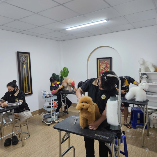 Tiệm thú cưng Tây Ninh - Chăm sóc, làm đẹp & phụ kiện uy tín tại VietSpa Thú Cưng