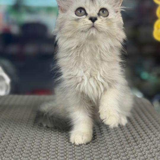 Việt Spa - Petshop tại Tây Ninh | Dịch Vụ Chăm Sóc Thú Cưng Uy Tín