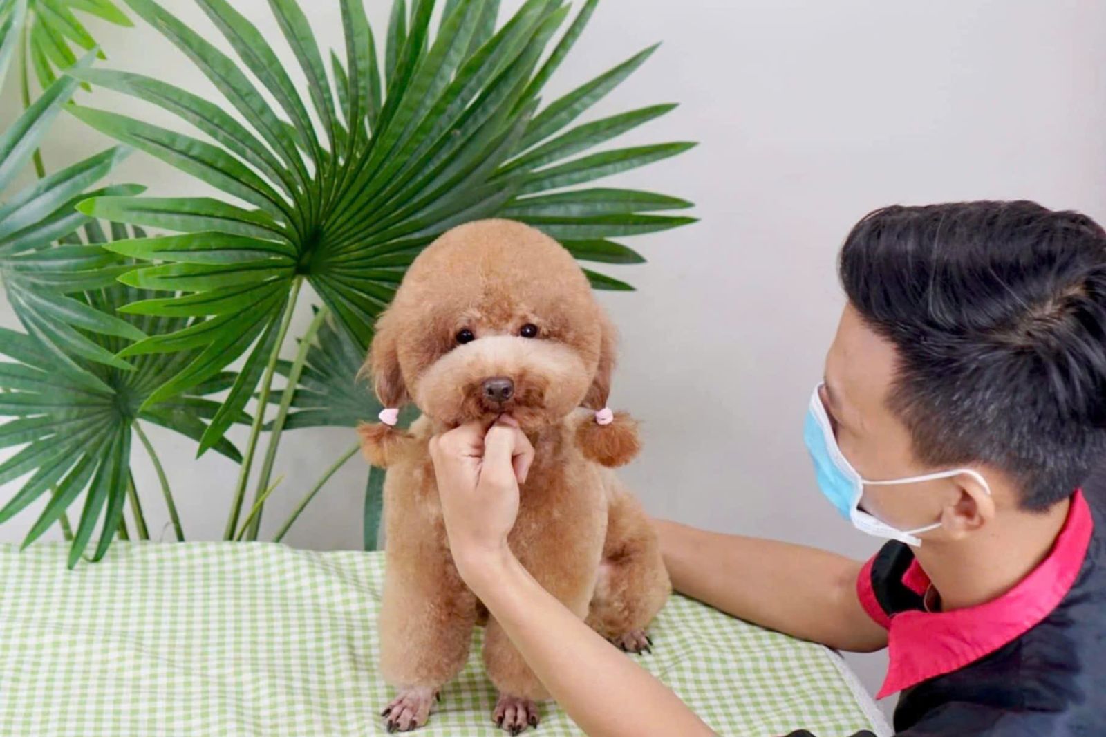 Dịch vụ lưu trú cho chó mèo tại Tây Ninh