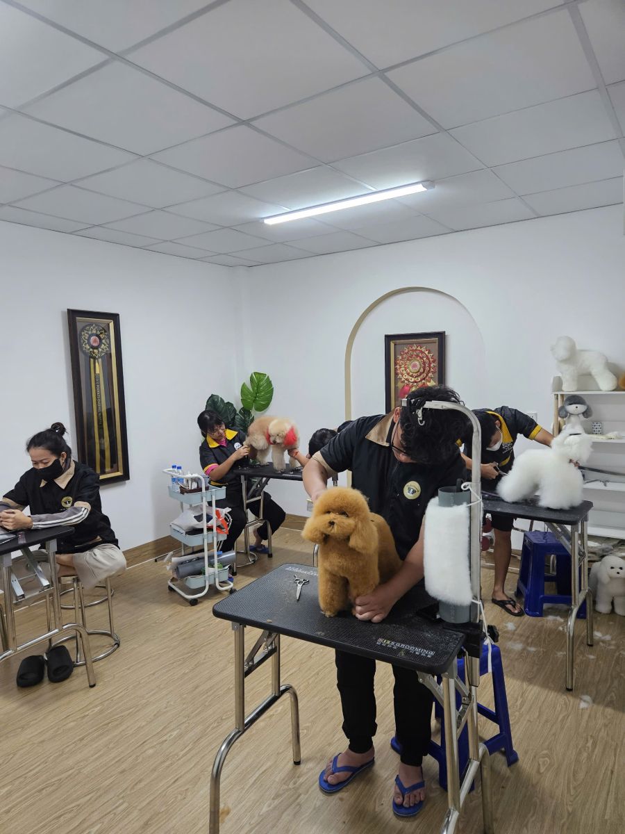 Dịch vụ lưu trú cho chó mèo tại Tây Ninh