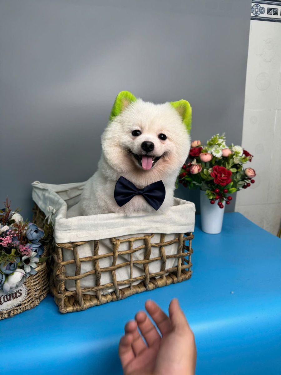Dịch Vụ Lưu Trú Cho Chó Tại Tây Ninh