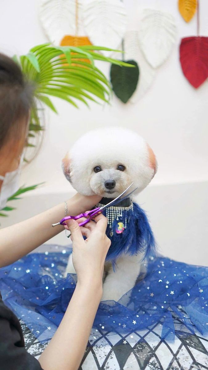 dịch vụ nhuộm lông cho thú cưng