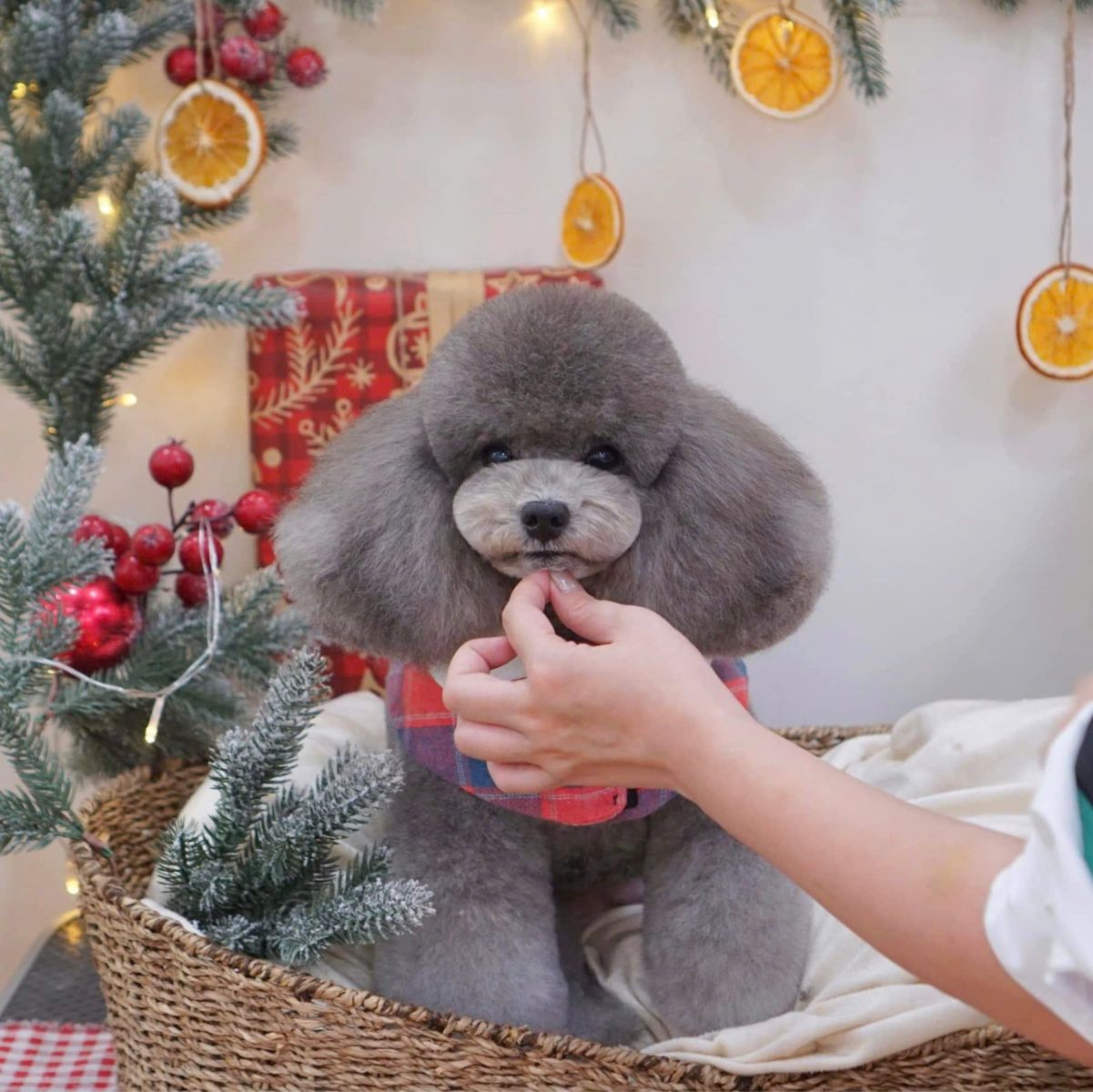 dịch vụ vệ sinh cho chó mèo tại tây ninh
