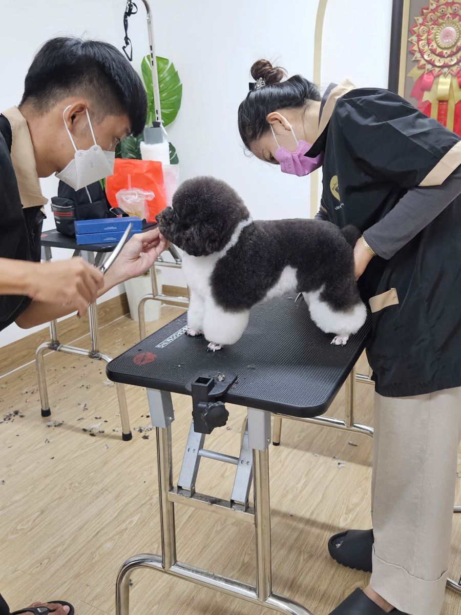đào tạo học viên chăm sóc thú cưng tại Tây Ninh